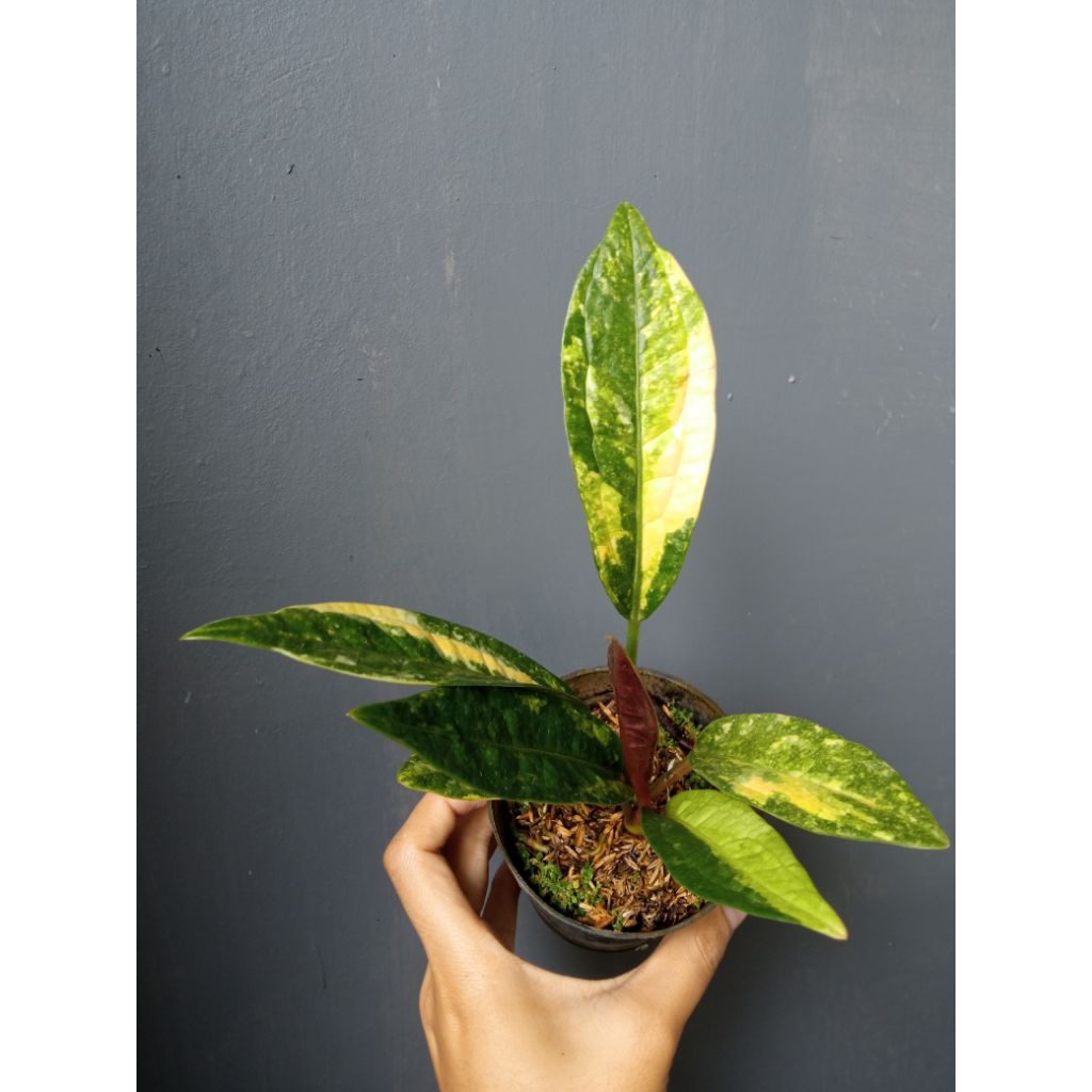 anthurium Jemani Varigata