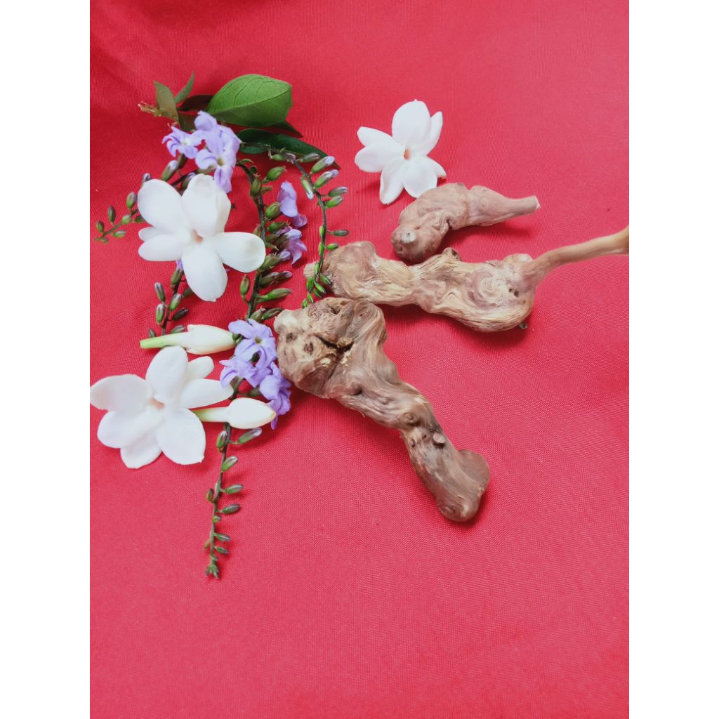 kayu puser bumi mata dewa langka Jepara