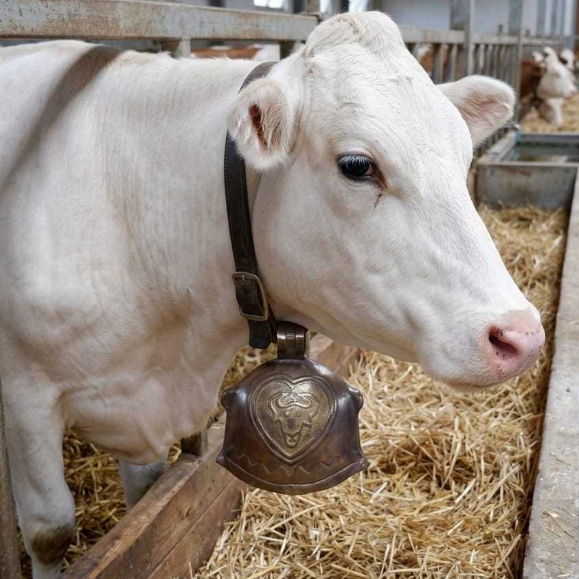 Kluntung Sapi Kuningan Lonceng Kuningan Lonceng Sapi Bel Pintu Kuningan Kalung Klontong Sapi