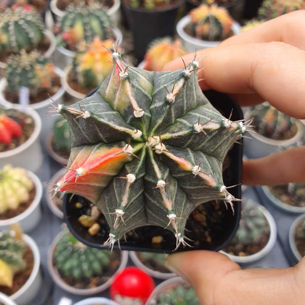 Kaktus Gymnocalycium Mihanovichii Starfire Gymno Miha Lokal Cactus Milo