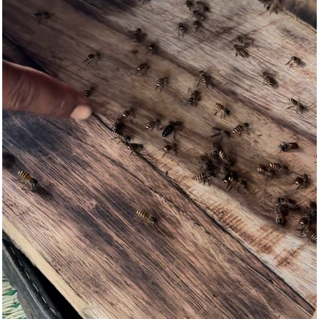 Ratu Koloni lebah madu apis cerana