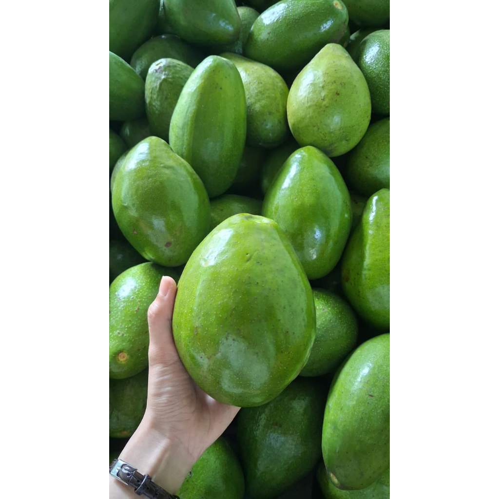 Alpukat Mentega Lampung