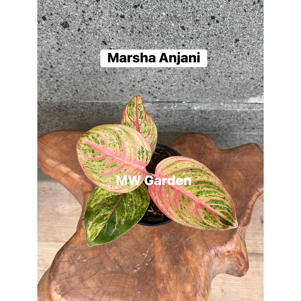 Aglaonema Marsha Anjani Pesanan kak Manthovani