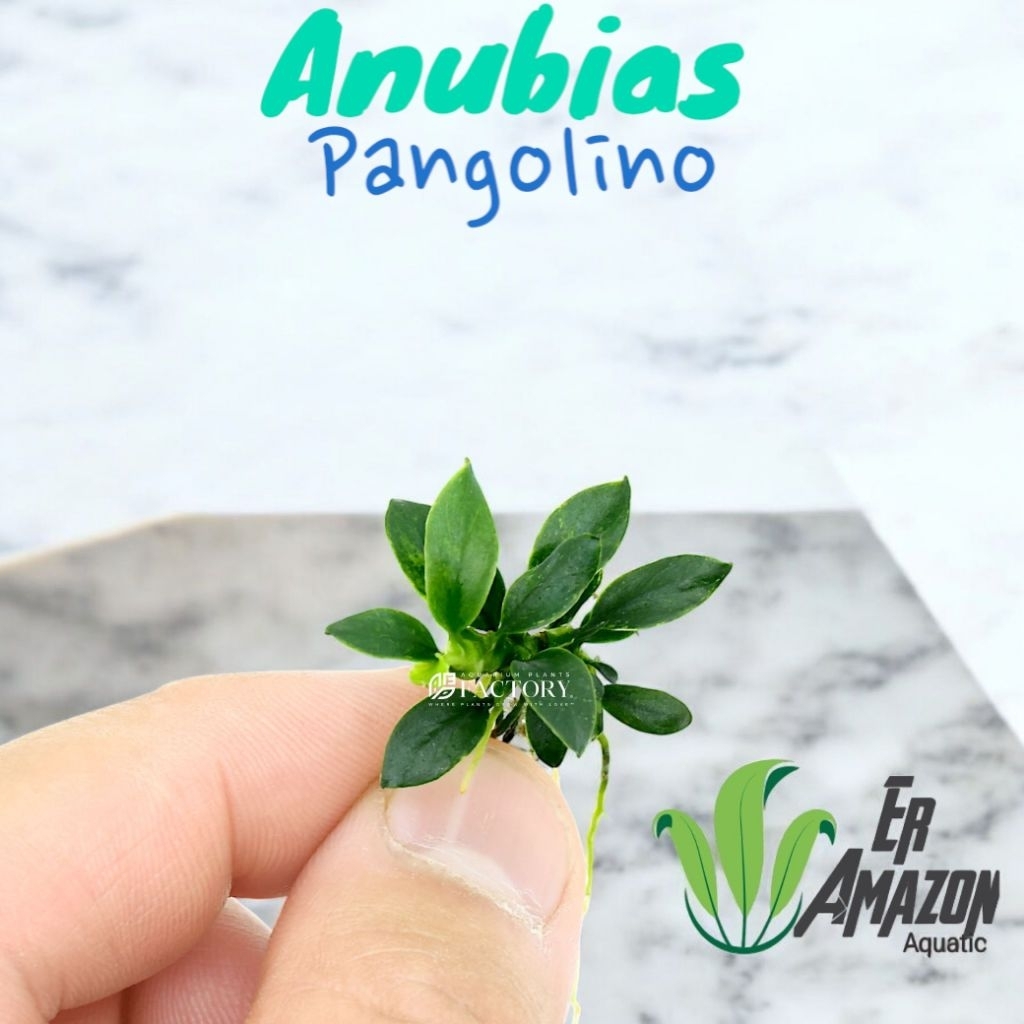 Anubias Pangolino Tanaman Aquascape Terarium Paludarium