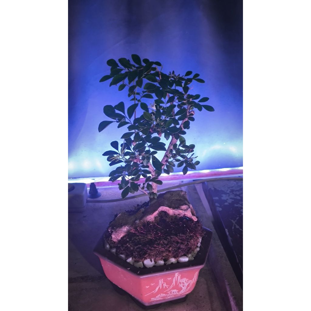 Bonsai Kemuning