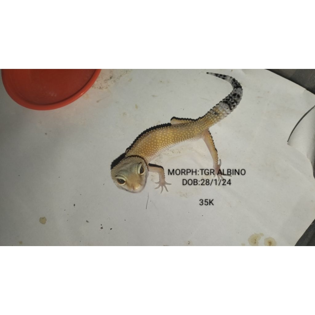 Gecko Aksesoris Hewan peliharaan Asli Bisa Pilih