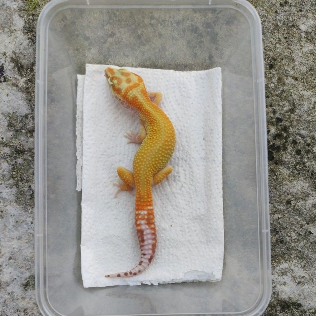 MAINAN ANAK GECKO JUVE_APTOR RS LINE MALE