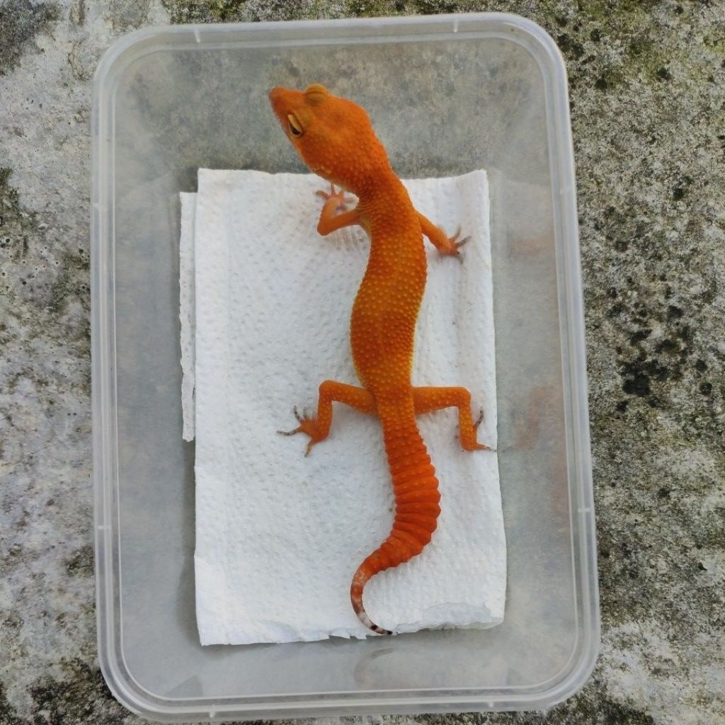 MAINAN ANAK GECKO JUVE_SHTCTB FEMALE PEDES