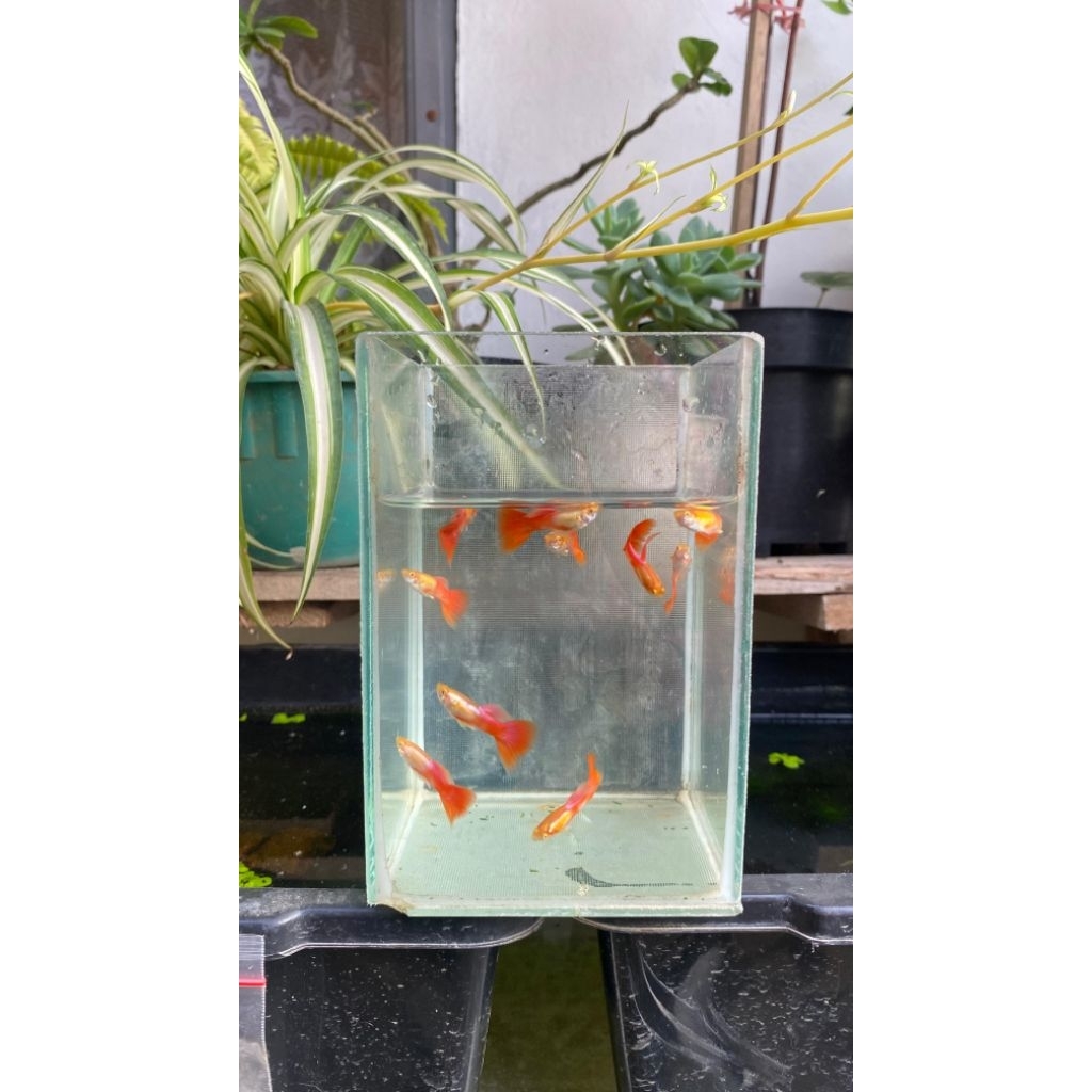 Guppy Albino Silverado Red Tail