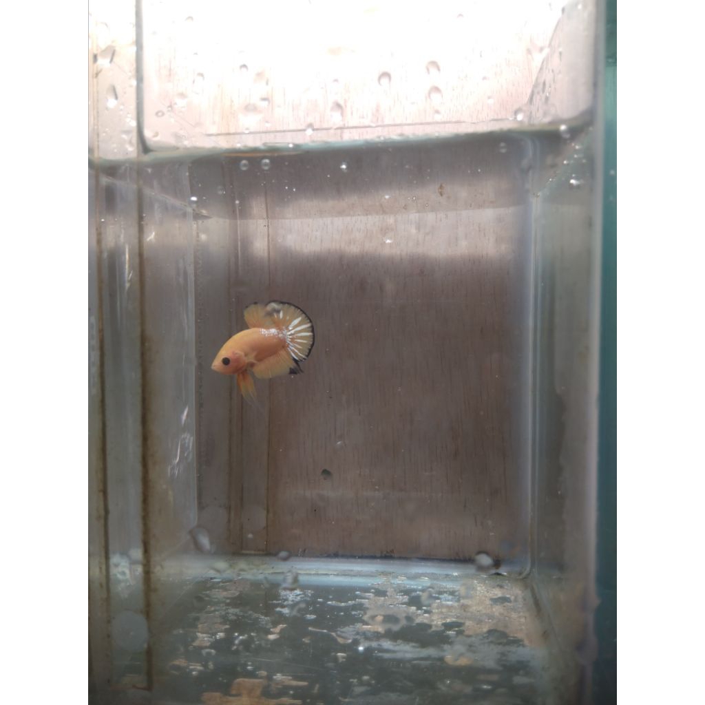 jantan fccp yellow