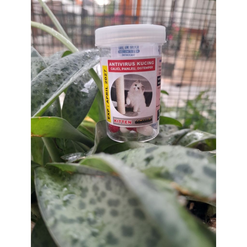 anti virus kapsul ajaib monmonoko/segala virus kucing