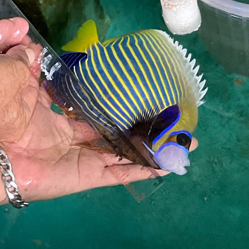 Ikan Hias Laut Angel Batman