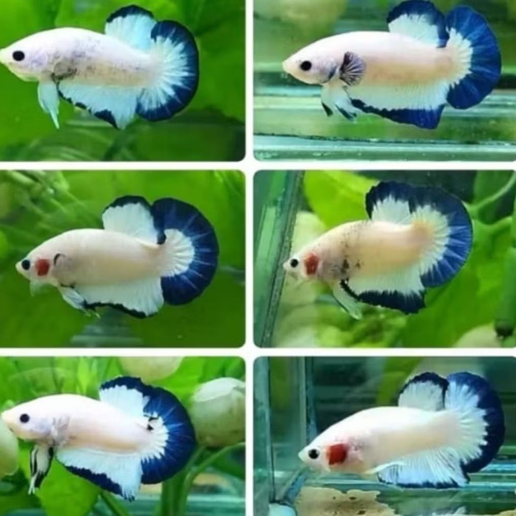 IKAN HIAS CUPANG PLAKAT BLUERIM SEPASANG JANTAN BETINA SIZE +-4 CM [ISI 2 EKOR SEPASANG]
