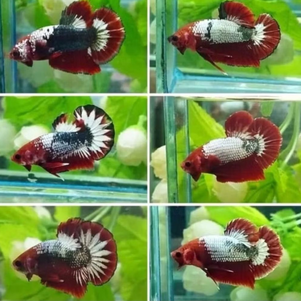 IKAN HIAS CUPANG PLAKAT FCCP RED SERIES RANDOM SIZE +-4 CM [BISA PILIH JANTAN/BETINA] [ISI 2 EKOR]