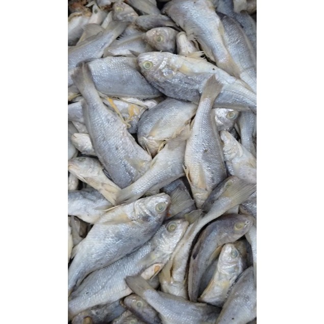 Ikan Asin Gulama Kepala Batu Medan Asli | Gulama Asin Kering Gurih | Ikan Asin Medan Premium