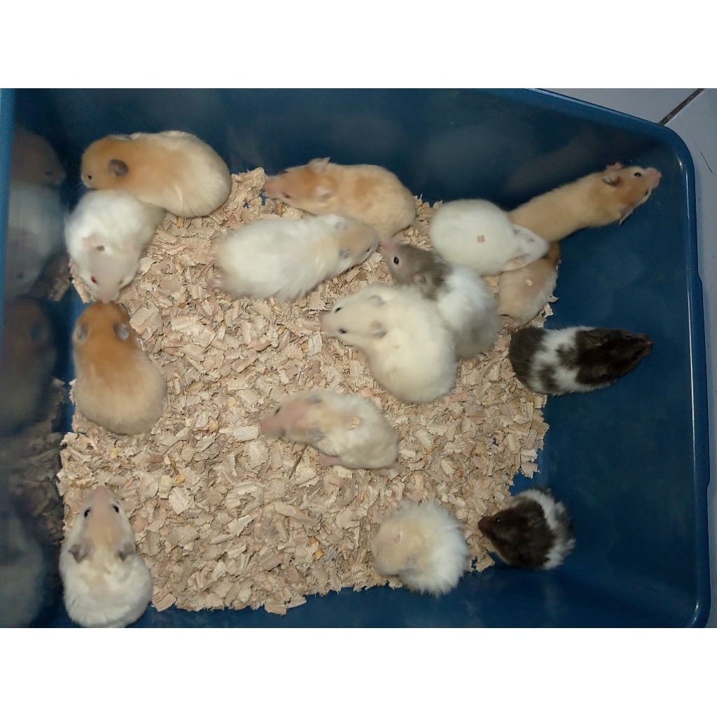 HAMSTER SYRIAN LONG HAIR & SATIN