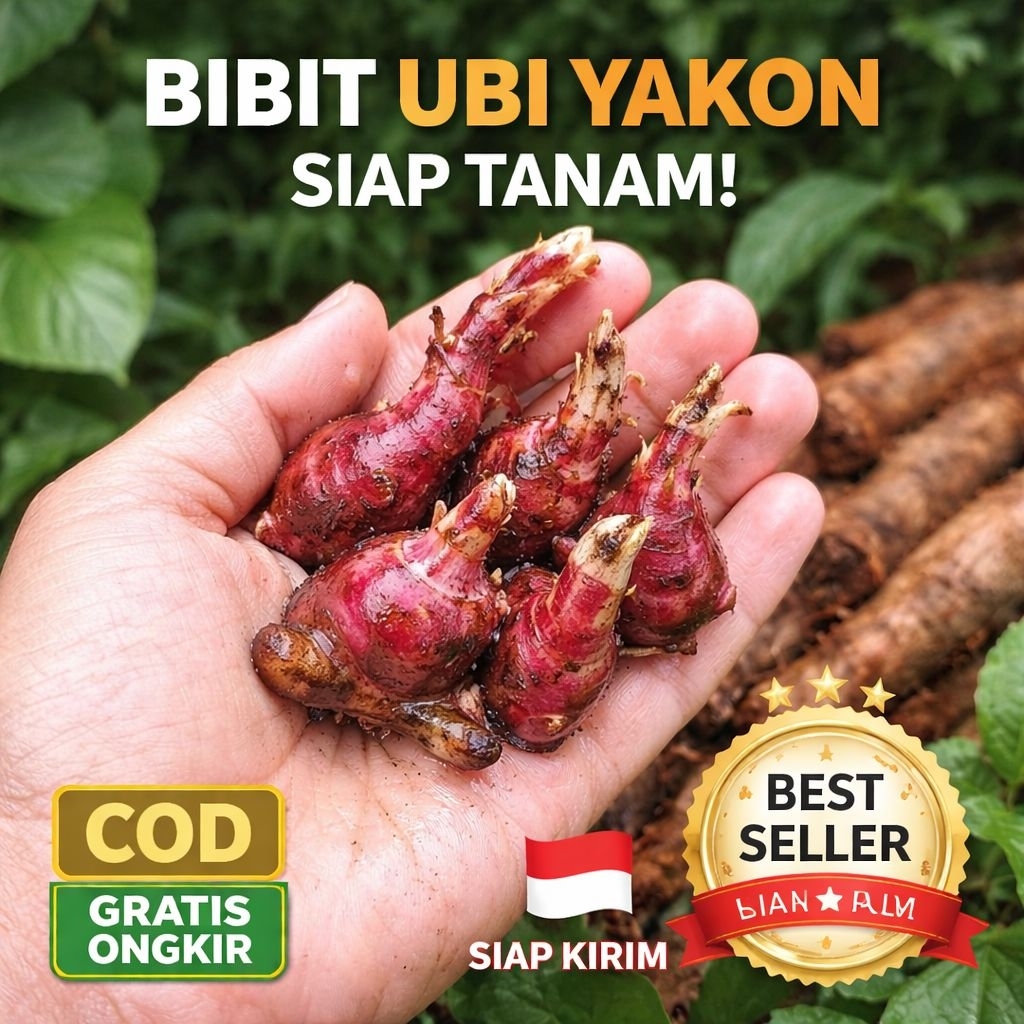 Bibit Rimpang Ubi Yakon Asli Termurah | Bibit Tanaman Yakon Siap Tanam | Umbi Yakon Berkualitas
