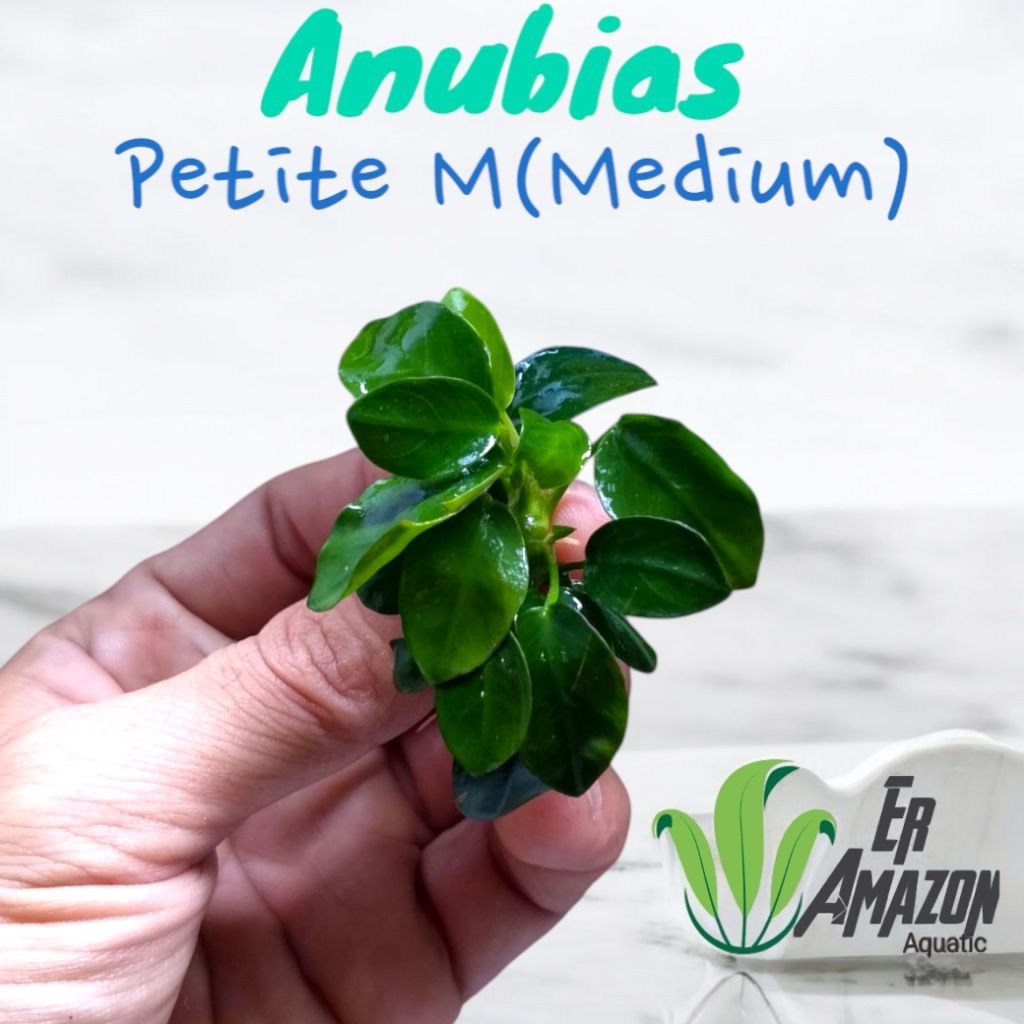 Anubias Petite Tanaman Aquascape Terarium Paludarium