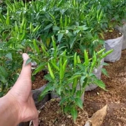 bibit tanaman cabe hijau/cabe lalap