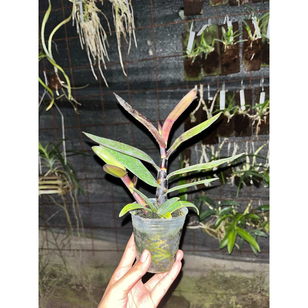 Dendrobium Rajajowas x deny hardianto / Remaja Softpot