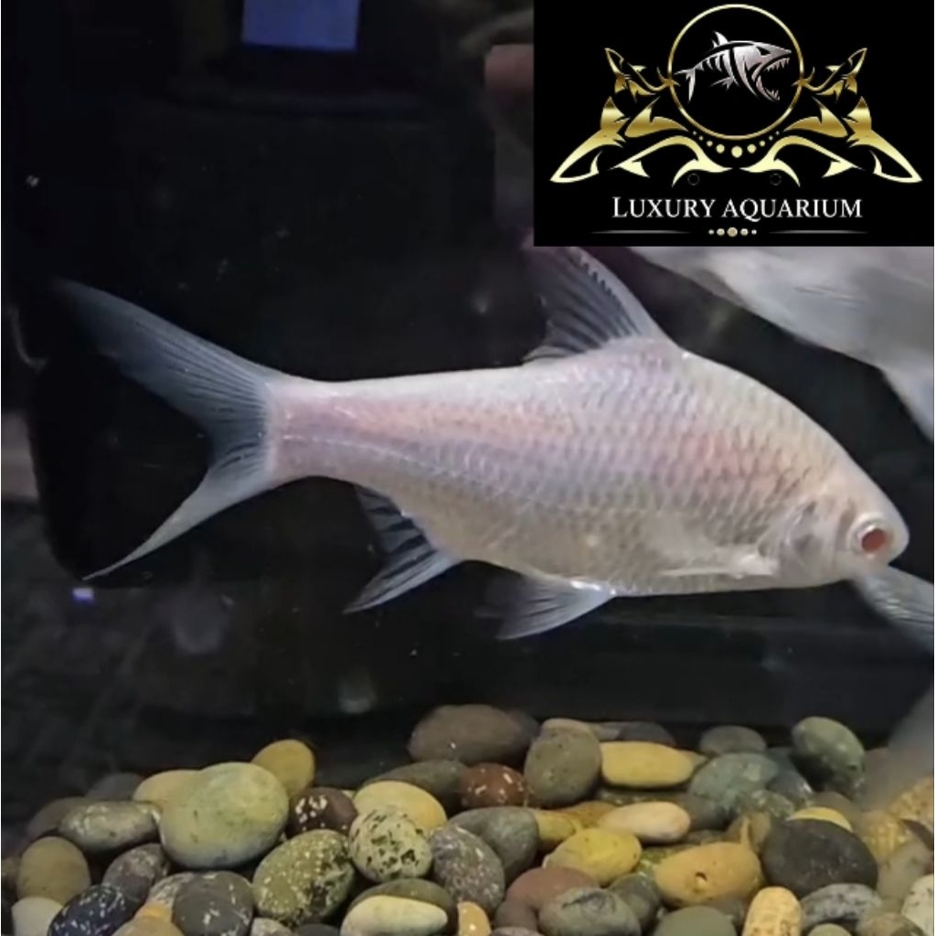 Kaviat Platinum 18cm - Ikan Tankmate Pembersih Kotoran Aquarium