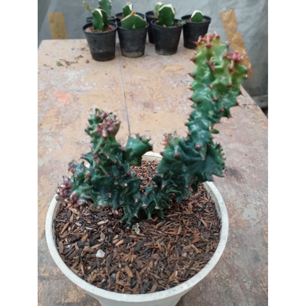euphorbia ingens monstrose