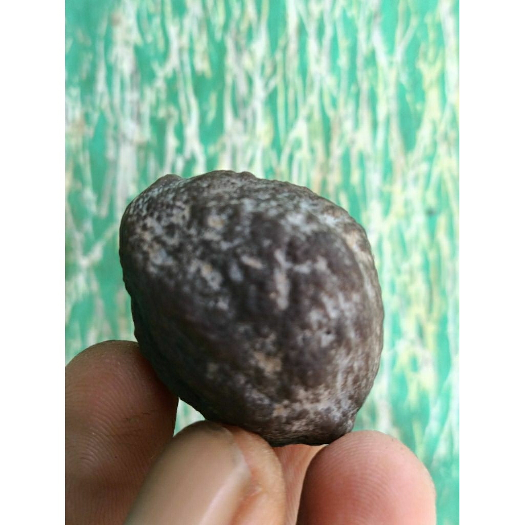 MUNCANG ADU YANTI MANOHARA JR SUPER QUALITY 100%