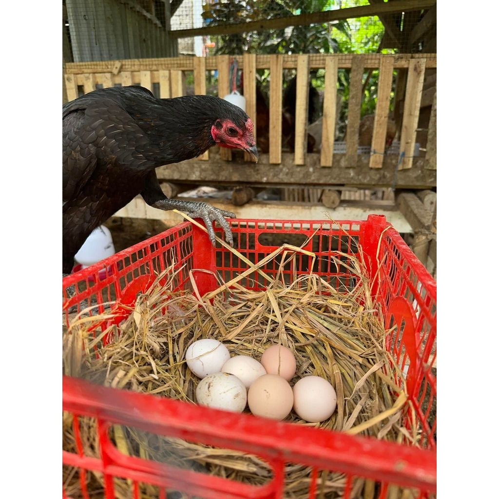Telur Fertil Untuk Ditetaskan Ayam KUB 2