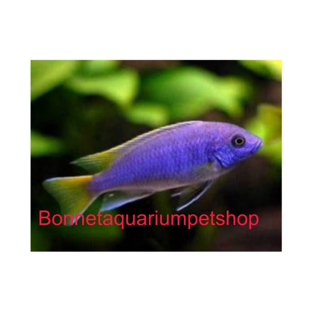 Ikan Hias Acei Cichlid Mbuna Afrika Warna Biru Kuning Aktif Sehat Only Instan