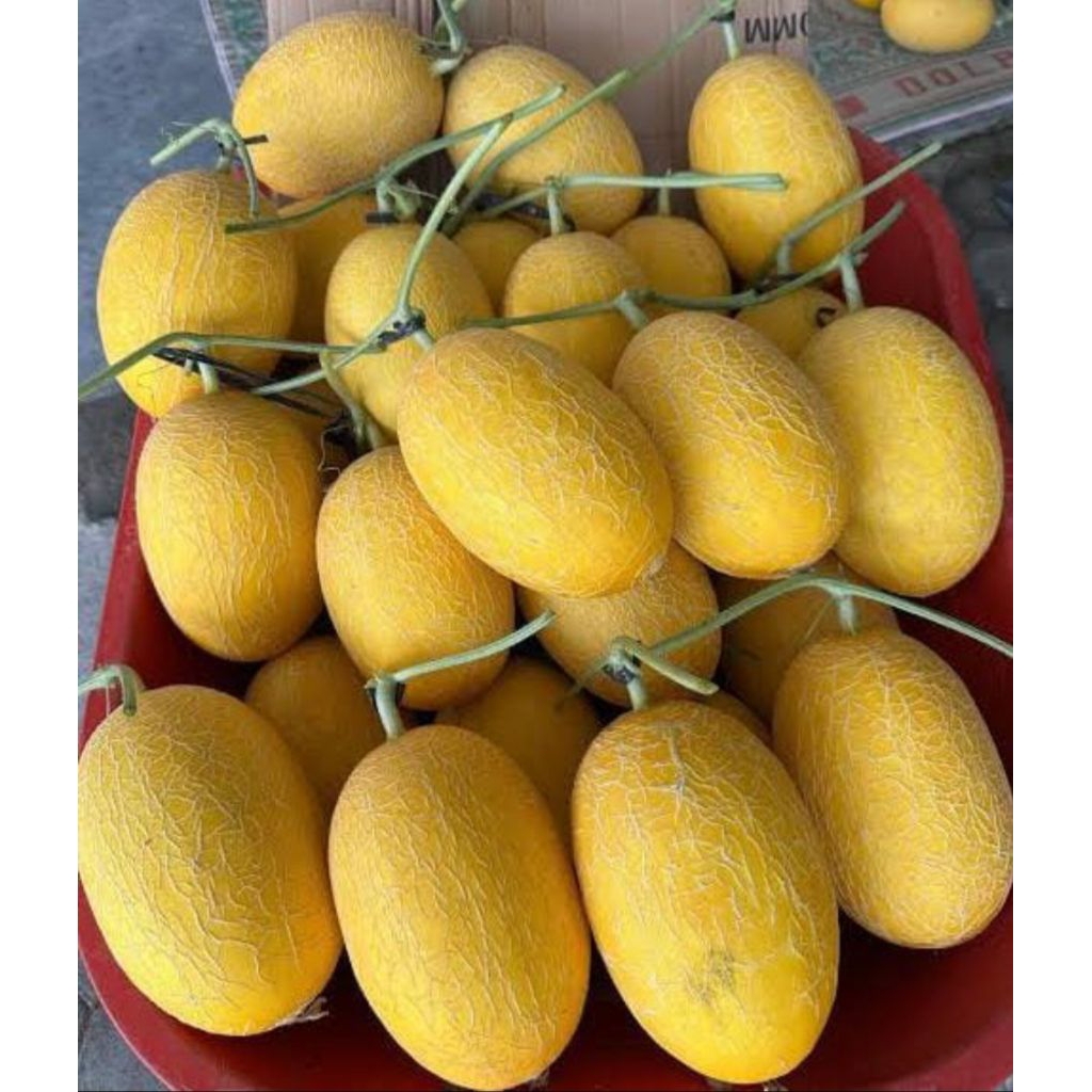 Melon Sweet Lavender Hidroponik 1 buah