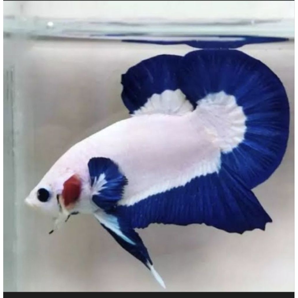 Ikan Cupang Blue Rim Jantan Bersih