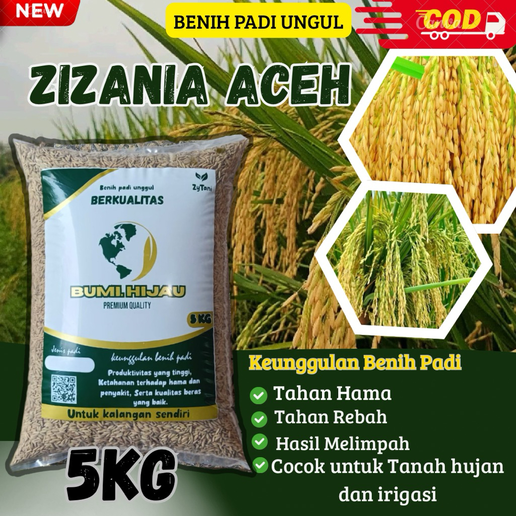 benih padi unggul ZIZANIA ACEH kemasan 5kg berkualitas
