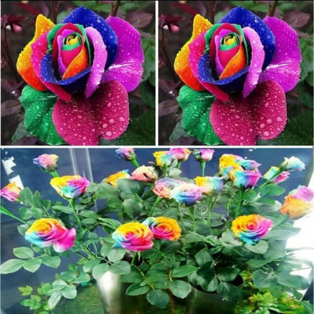 Bibit Benih Bunga Mawar Pelangi Rainbow (200 biji)