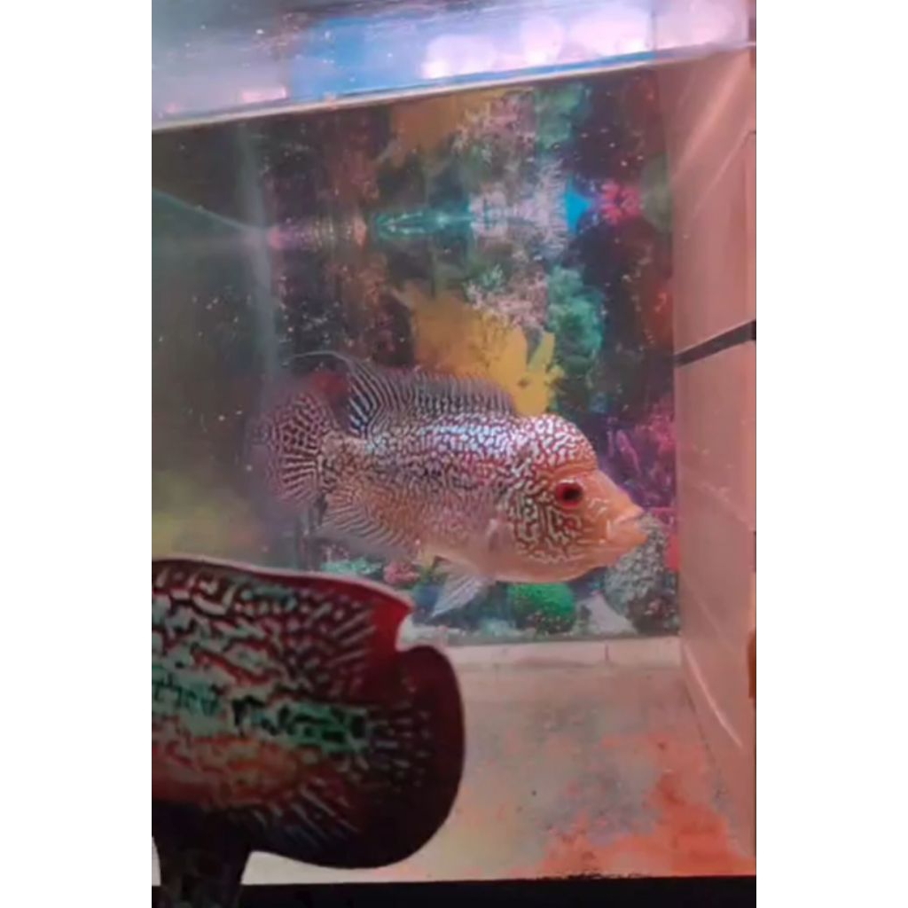 Louhan Kamfa F3 Ori Thailand Full Mutiara Kualitas Terbaik Hiasan Aquarium