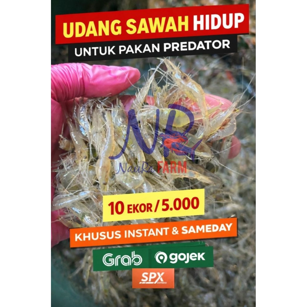 Udang Sawah Bening Hidup Pakan Protein Tinggi - Ikan Predator Arwana Oscar Kura kura dll