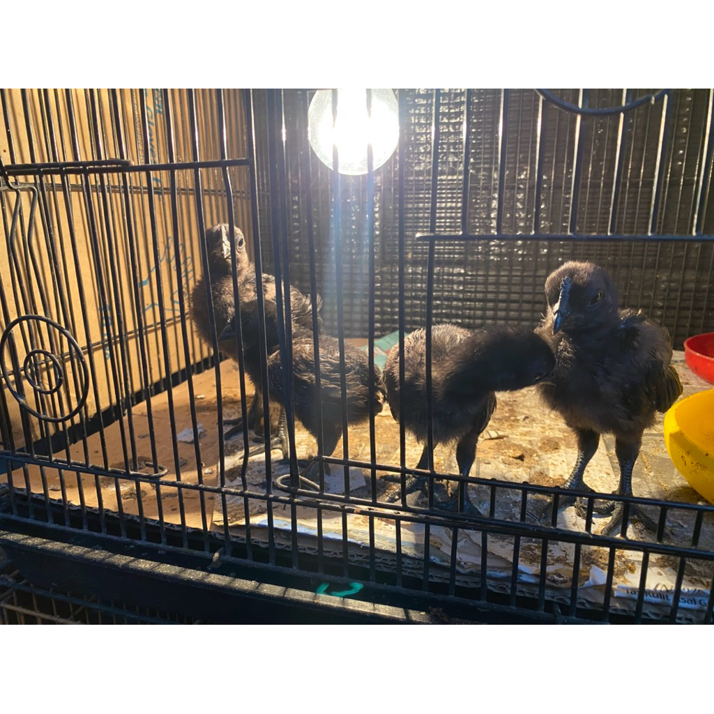 Anak ayam Cemani umur 1 Bulan