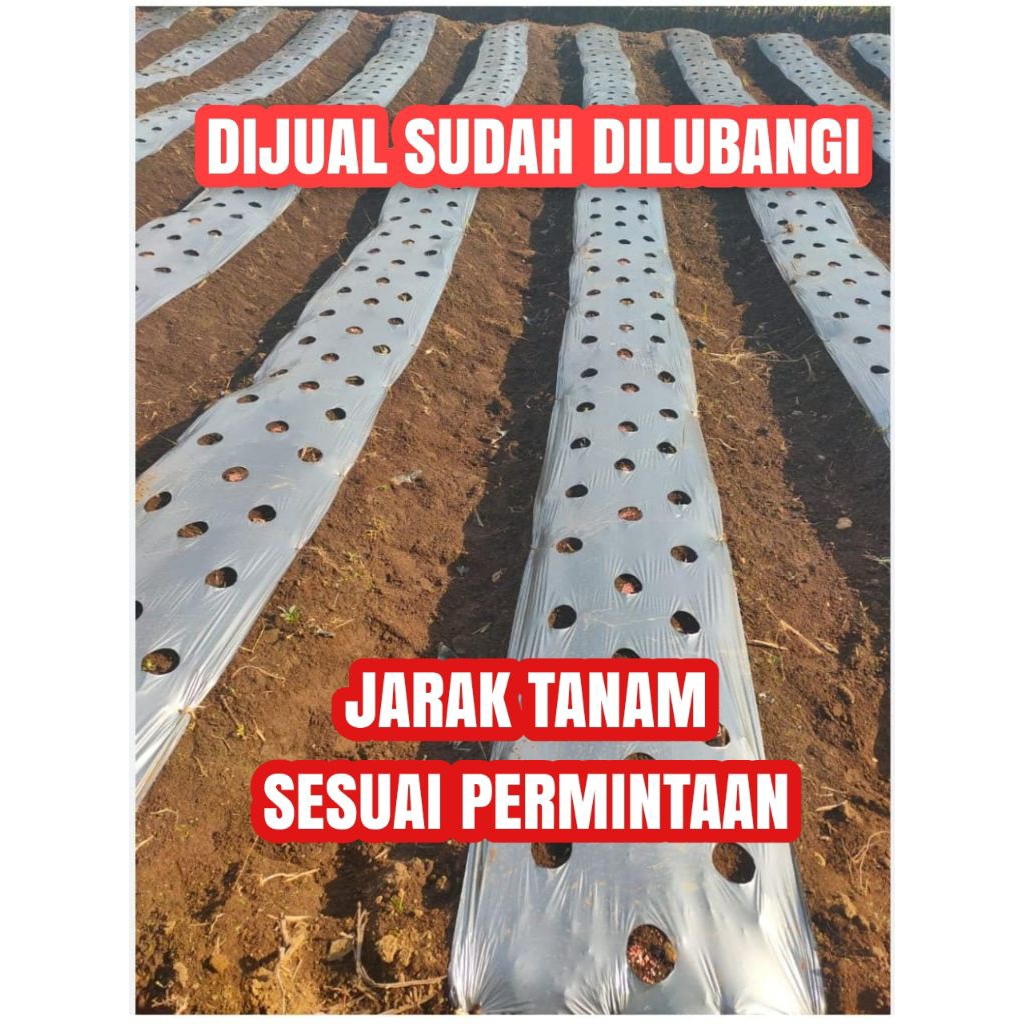 MULSA MELON ATAU CABE SUDAH DIPLONG ATAU DILUBANGI JARAK TANAM 50 X 50 atau SESUAI PERMINTAAN