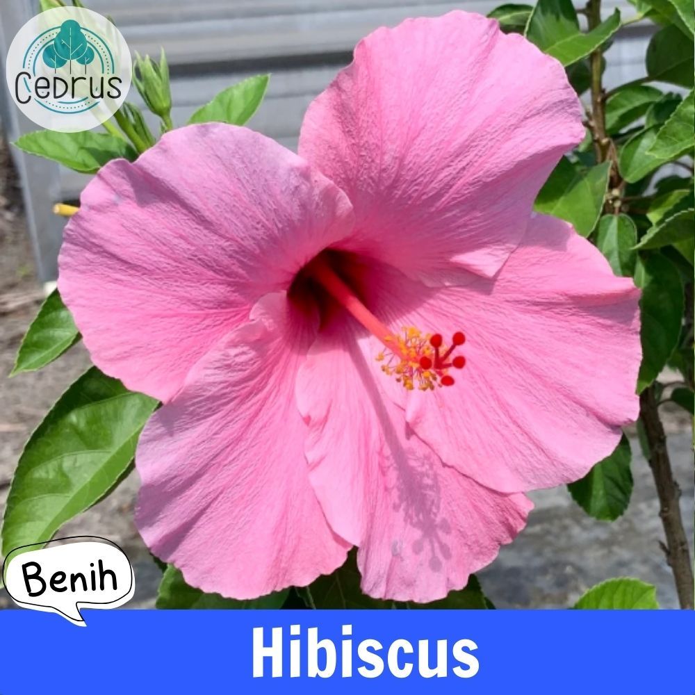 Benih HIBISCUS PINK Kembang Sepatu - Biji Bibit Bunga