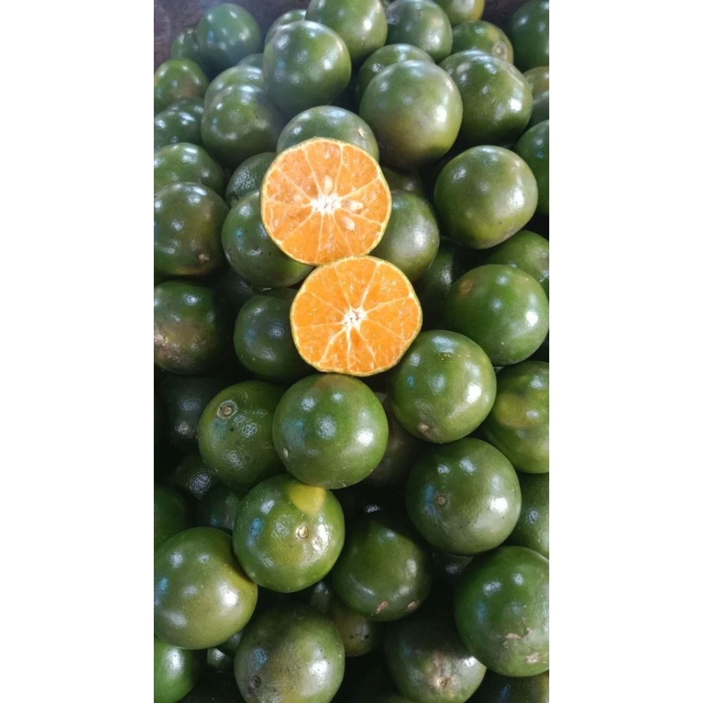 JERUK PERAS SEMBORO 5 KG DENGAN KUALITAS NOMER 1 DI SHOPEE