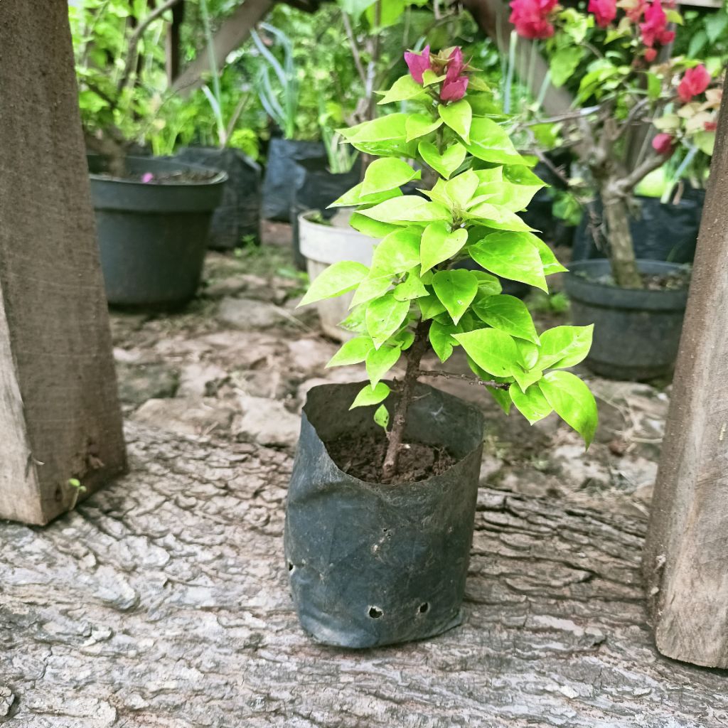 Bibit Tanaman Hias Bugenvil Tanaman Kembang Kertas