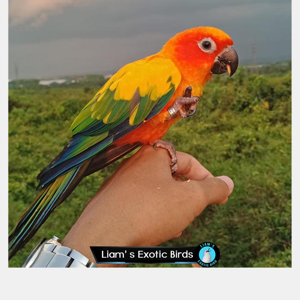 Burung Sunconure High Yellow Jinak Total Bounding