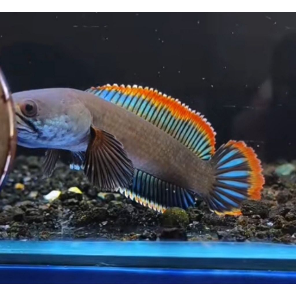 Limbata WC Calon Rim Merah size 6-10 cm(Mental Gacor)