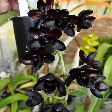Anggrek Dendrobium ( Black id )