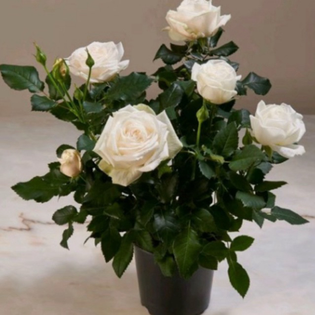 tanaman bunga mawar putih -tanaman hias mawar putih