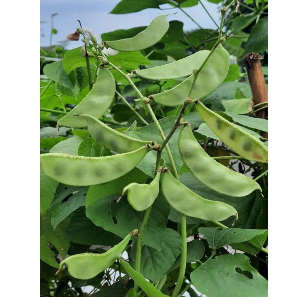 5 BijiBenih Kacang Koro Kerupuk | Benih Sayuran| Benih Kacang Koro