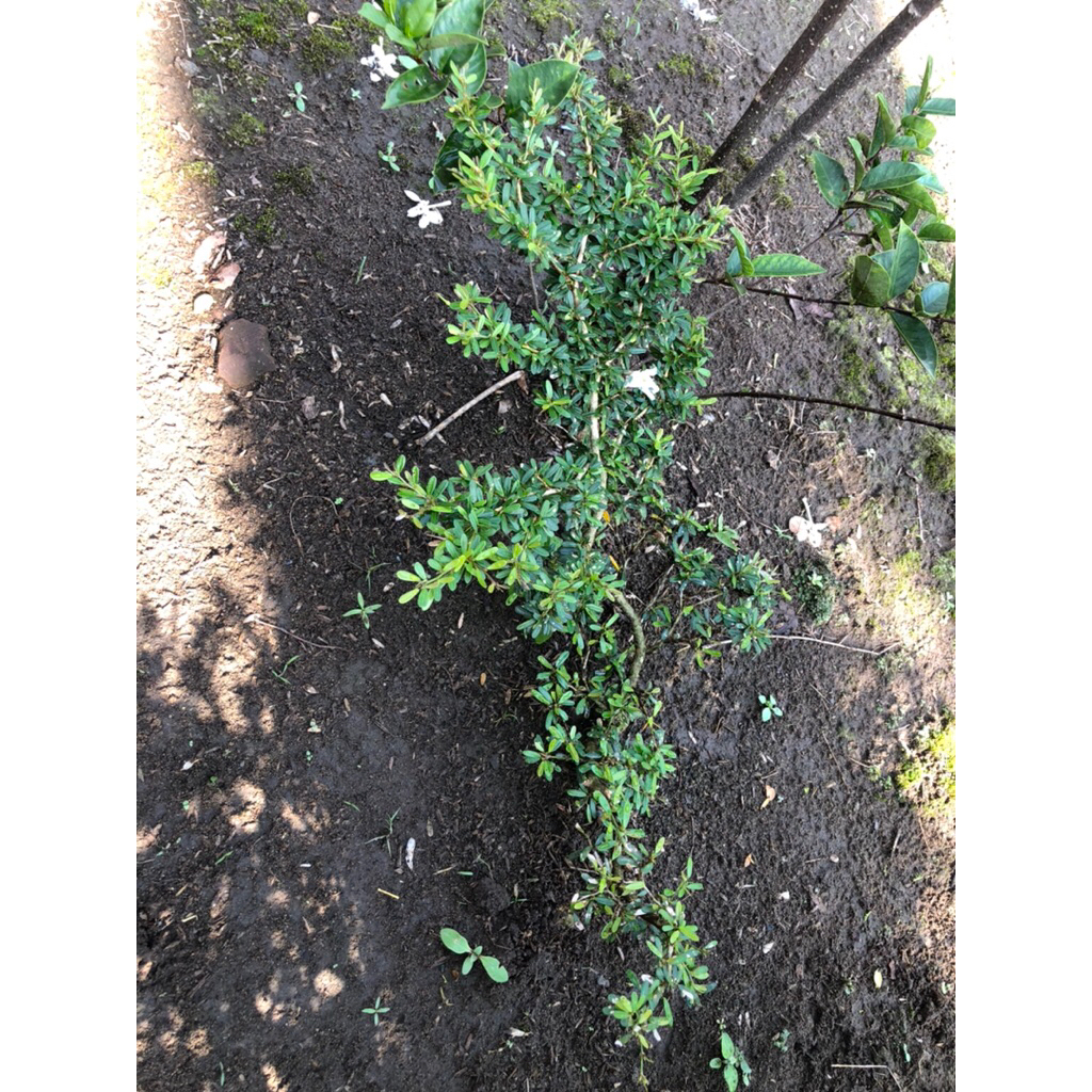 Tanaman Saeng Simbur Vietnam Bunga Ungu