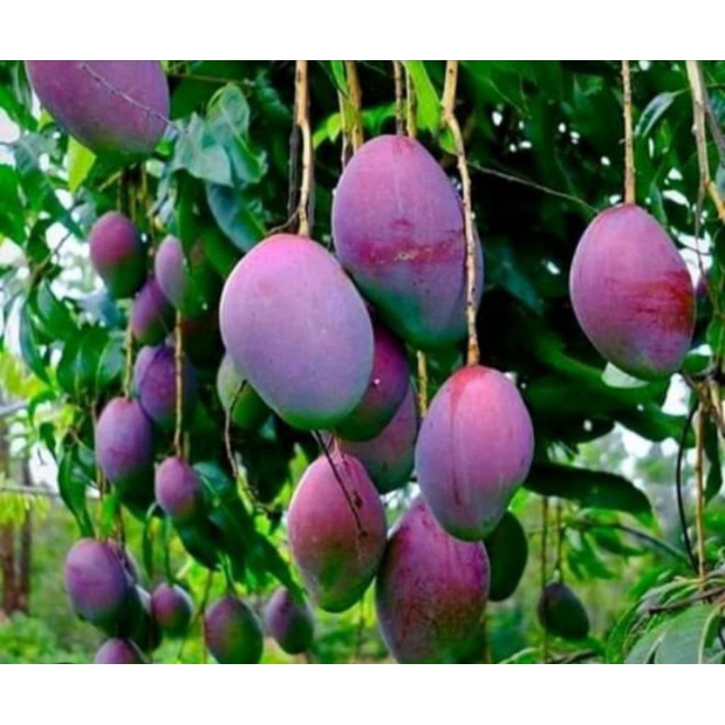 bibit mangga Irwin hasil okulasi cepat bawa bunga buah