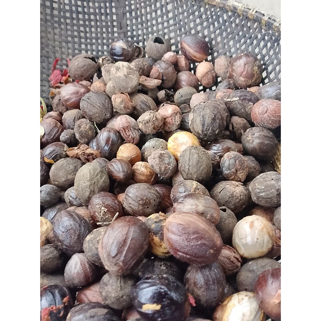 Bibit biji buah  pala