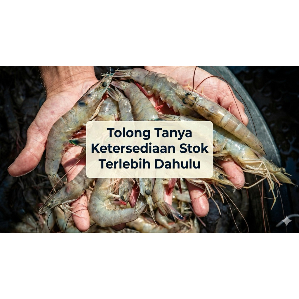 UDANG VANAME HIDUP 1 KG