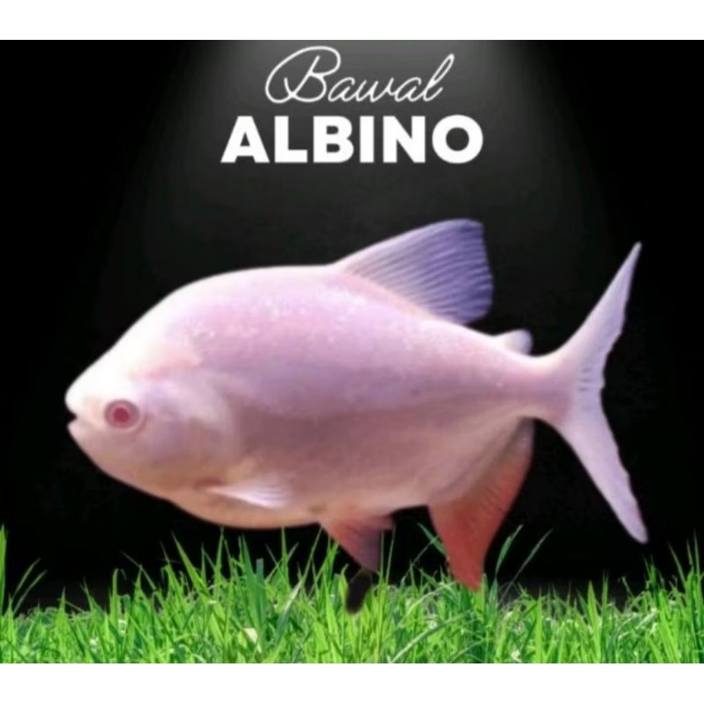 pacu bawal albino 12-14cm murah untuk dekorasi Akuarium aquaseceps air tawar